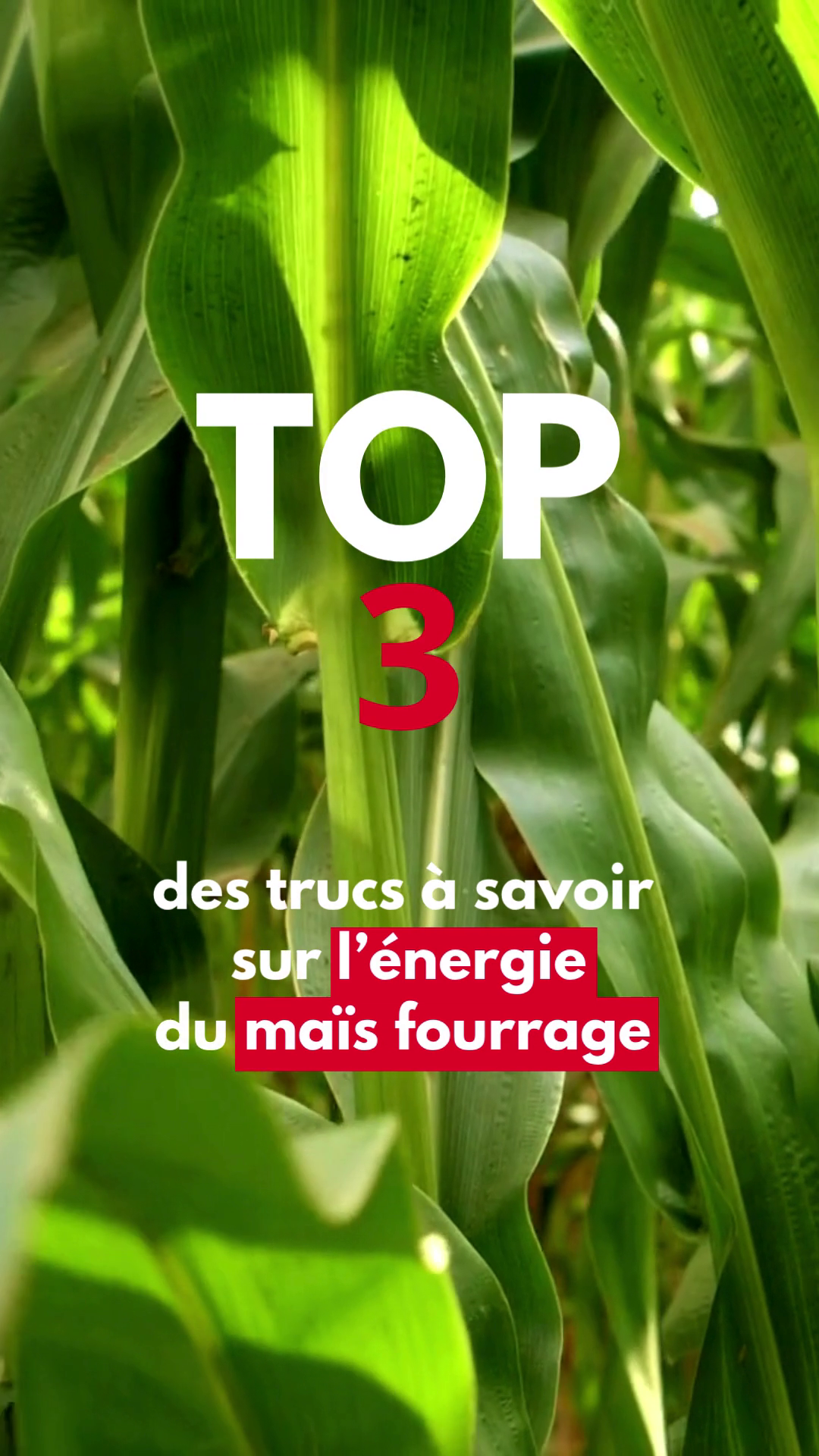 Top 3 des trucs à savoir sur l’énergie du maïs fourrage
